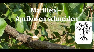 Marillenbaum  Aprikosenbaum richtig schneiden  Marillenbaumschnitt leicht erklärt [upl. by Alieka]