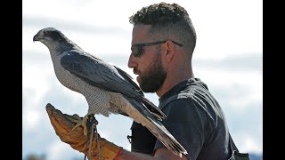 Imprinting Hacking and Hunting a NA Goshawk for Falconry [upl. by Atiekram76]