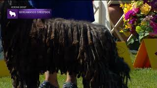 Bergamasco Sheepdogs  Breed Judging 2022 [upl. by Elmaleh]