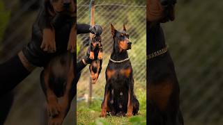 doberman dobermanpinscher puppies dobermanattack dobermanbarking dogbreeds canecorso hunter [upl. by Levitus]