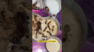 Camponotus atriceps ant pets animals [upl. by Hsizan]