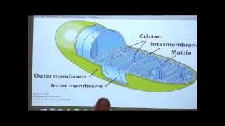 Kevin Aherns BiteSized Biochemistry 32  NeurotransmissionElectron Transport [upl. by Schlosser121]