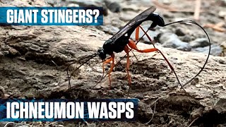 Parasitic Ichneumon Wasp [upl. by Kitchen386]