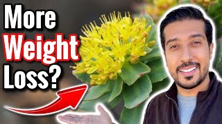 Rhodiola Rosea for Weight Loss  Does Cortisol Cause Weight Gain [upl. by Gael]