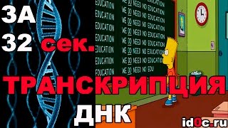 ТРАНСКРИПЦИЯ ДНК КОРОТКО ЗА 32 секунды [upl. by Merchant]