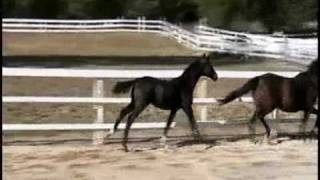 Cocolalla Creek Sporthorses  youngstock collection [upl. by Jaime]