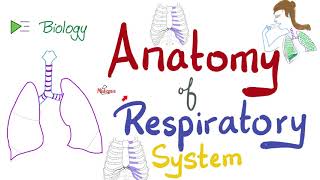 Anatomy of the Respiratory System  An Overview  Biology Anatomy and Physiology [upl. by Aneri683]