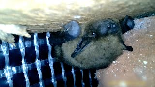 Common pipistrelle bat behind bargeboard [upl. by Naujak]