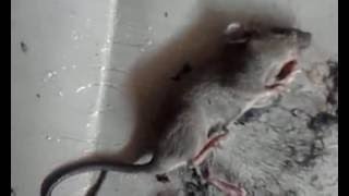 【閲覧注意】粘着シートにくっついたネズミが必死に脱出しようとします4 mouse trap [upl. by Adnohsat262]