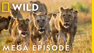 Worlds Deadliest MEGA EPISODE  Season 1 Full Episodes  Nat Geo Wild [upl. by Sedruol210]