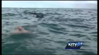 How dolphins protected a swimmer from a shark [upl. by Pascale]