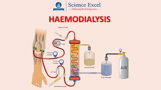 Haemodialysis  Science Excel [upl. by Assiruam]