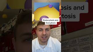 Endocytosis and Exocytosis [upl. by Teuton]