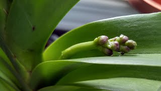 Vanda orchids update September 2021  have some spikes to show [upl. by Adelia]