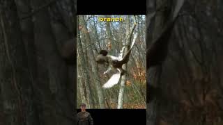 Battle for Life Squirrel vs hawk  a thrilling escape animalssurvival naturewildlife [upl. by Merl845]