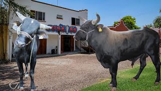 CALA DE TOROS EN RANCHO LAS CUBATAS CONOCE MAS DE LA NUMERO 1 DE MORELOS [upl. by Llerrehc]