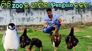 Subscriber ଗିଫ୍ଟ୍ କଲେ ପେଙ୍ଗୁଇଁନ କୁକୁଡ଼ା  mini zoo Odisha  pitbul dog Odisha petloverarab86 [upl. by Nnitsuj422]