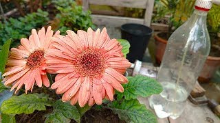 Gerbera Plant Care  Perennial Gerbera Daisy  Gerbera Flower  Flowering Plants [upl. by Ihsorih951]