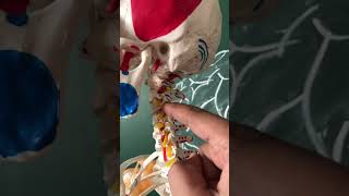 Spine amp Spinal Nerve  Neck Pain Cervical Sciatica trending viralvideo shorts [upl. by Asilahs]