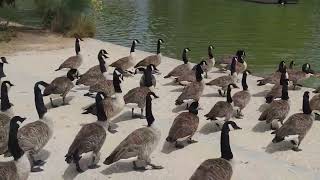 canard lac daumesnil bois de vincennes [upl. by Aibun]