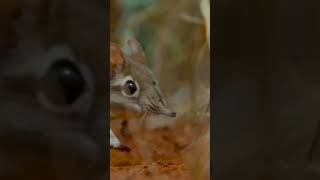 Tikus gajah atau elephant shrew cek video lengkapnya 👆👆 shorts [upl. by Rusert]