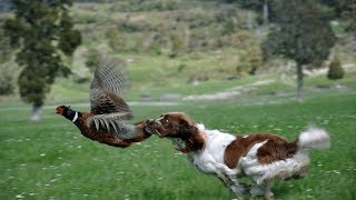 10 Melhores Raças De Cachorros De Caça [upl. by Vittorio138]