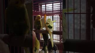 Budgies parrot🫰🏻 fighting [upl. by Dnomsed]