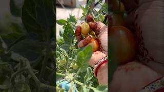 Cherry tomatoes 🍒gardening agriculture terracegarden organicgardening [upl. by Oile]