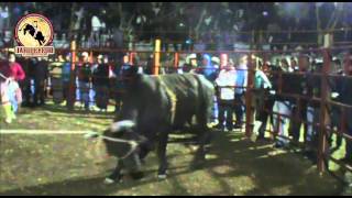 EL AZOTADOR vs EL PAJARO DE COCULA EN EL TORNEO DE CHILTEPEC EDO MEX ¡¡RANCHO LA GUADALUPANA [upl. by Asiralc]