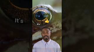 Frog Eating Trick Eye Pushing Magicgrowth facts youtubeshortsviralvideo viralshorts wildlife [upl. by Palecek]