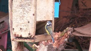 Comptage des oiseaux des jardins avec la LPO à Poitiers [upl. by Ezar]