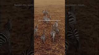 Kehidupan ZebrashortsAnimaltube [upl. by Gladys125]