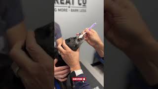 How to brush a small dogs teeth petinfluencer doghealth pets pethealth dogs dogcare [upl. by Rednasyl512]