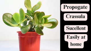 How to propogate crassula ovata plant in Hindi  crassula plant ko kaise grow kare  YouTube plants [upl. by Merlin]