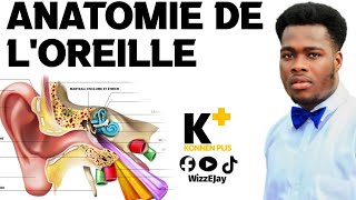 Anatomie de loreille 🙏 Konnen Plis [upl. by Aydidey]