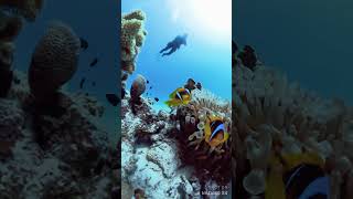 Egipt Diving Hurghada insta360x4 [upl. by Starlene]