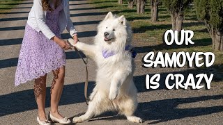 Funniest moments of our samoyed [upl. by Snodgrass]