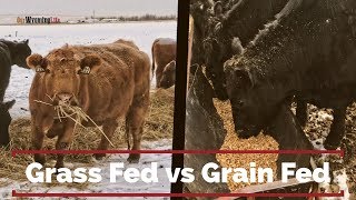 Grain Finishing Steers [upl. by Aicelet]