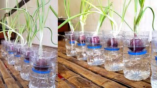 Grow Green Onion In Water Onion Growing Tips [upl. by Valdes811]