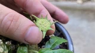 Dorstenia foetida launching seeds in slow motion [upl. by Mathian]