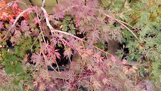 Acer Palmatum Dissectum Emerald Lace  Fall 2021 part 1 [upl. by Enitsenre]