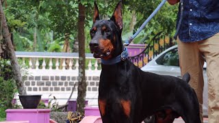 Doberman Dog Breed From Kerala India 😳 [upl. by Kaltman]