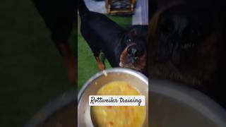 Rottweiler training wait command shorts short doglover [upl. by Blaseio]