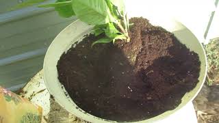 The most successful method to root Gardenia plants How to root Gardenias [upl. by Garv435]