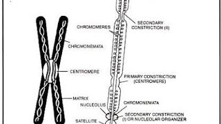 structure of chromosome centrmere chromonema chromomere telomere neet [upl. by Wier]