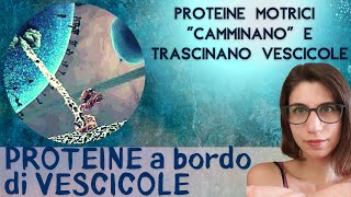 Che cosa sono le proteine motrici le hai già viste in una GIF virale [upl. by Yoreel]