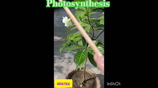 What is photosynthesis for kids science forkids shorts [upl. by Gunzburg]