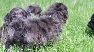 Jo Resslers Mini Bernedoodle Puppies [upl. by Attenat]