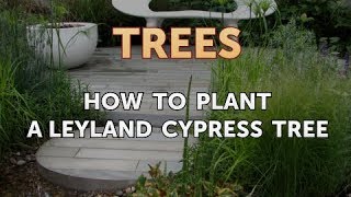 How to Plant a Leyland Cypress Tree [upl. by Charry]