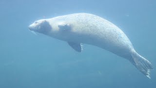 Phoque commun amp Phoque gris  Harbour Seals amp Grey Seal  Oceanopolis Brest [upl. by Aehsat]